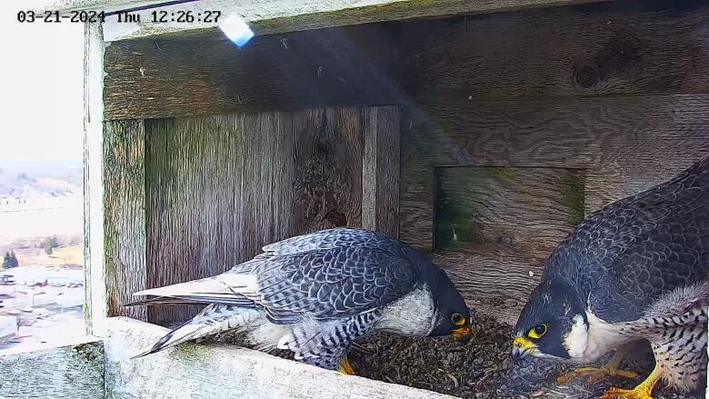 Two falcons in a plywood box.