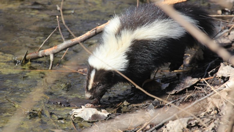 skunk drinking from stream