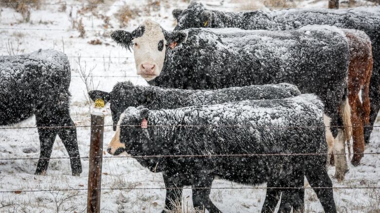 Livestock Water Recycling sells technology that separates solids from liquid livestock manure, offering producers more control over re-using the nutrients in manure. 