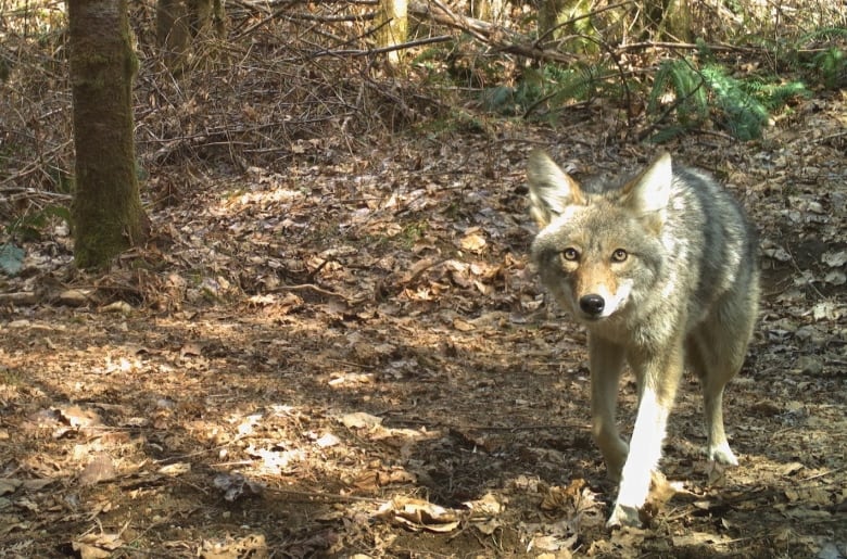 A wary coyote looks into the camera as it prowls through brown fall underbrush