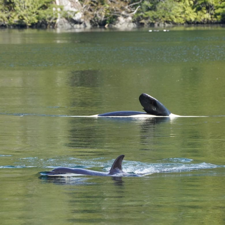 Two orcas are seen in water. One of them has its side fin upright, while the other is swimming normally.