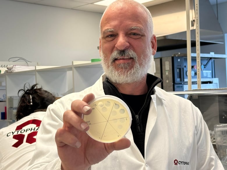 Steven Theriault shows the effectiveness of the phage he developed to treat Thea Turcotte's infection. The clear dots show where it killed more bacteria.