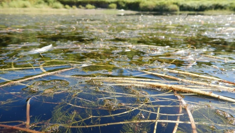 Green leaves and vines floating on the surface of calm water. 