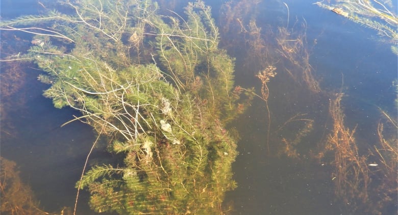 Feathery, green plant floating in the water. 