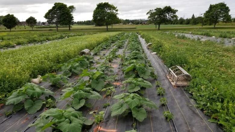 Garden plot with plants with trees in the back.