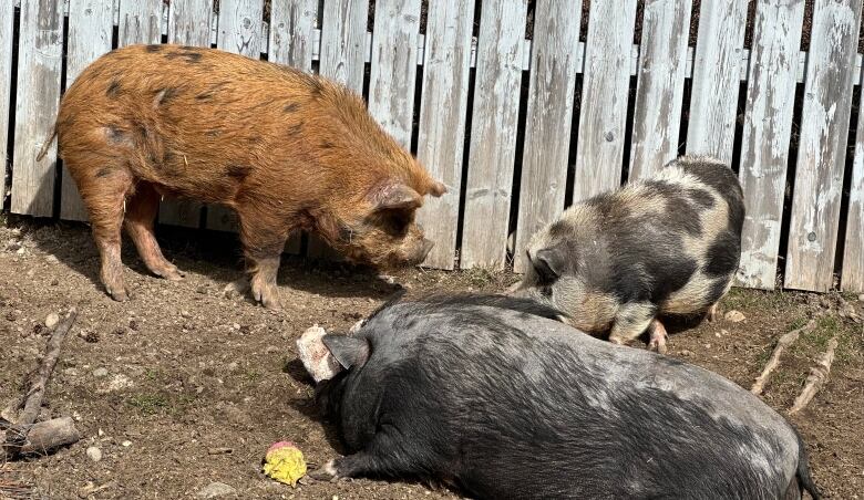 A brown pig's head is pictured as a hand reaches close to pet it. 