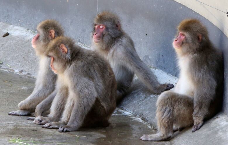 Japanese macaques rest in the shade at Ueno Zoo to avoid the heat in Tokyo, Tuesday, Aug. 6, 2019. 