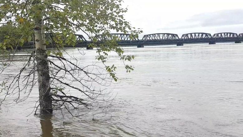 A tree in a flood.