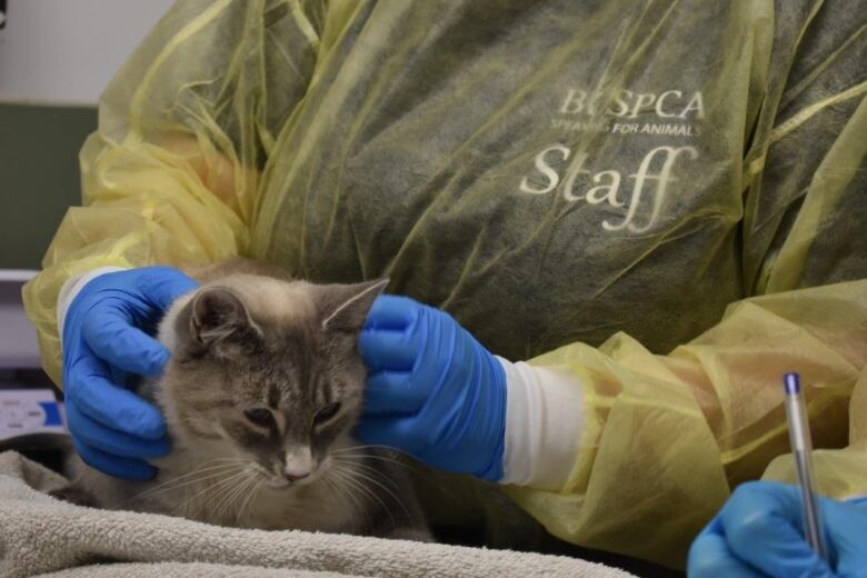 A cat being examined.