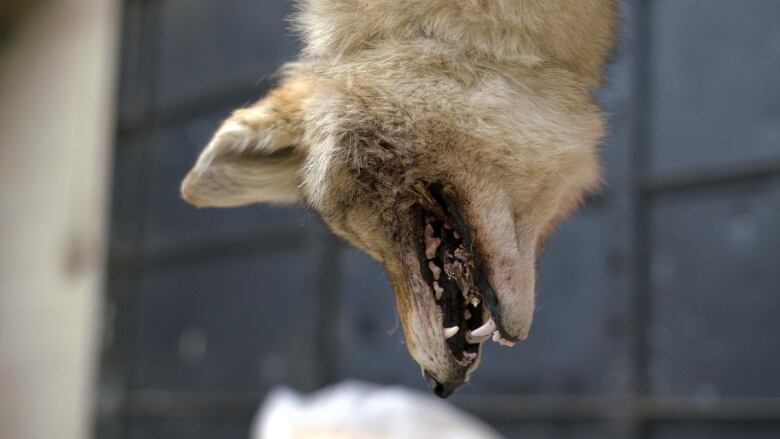 The head of a dead coyote is seen suspended in a wood shop.