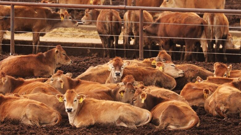 A group of brown cows nestle together. 