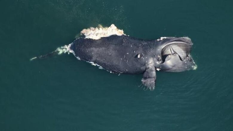 a dead whale floating in green ocean waters