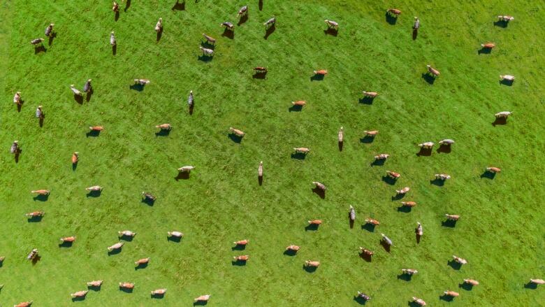 A meadow with cows taken from the air with a drone.