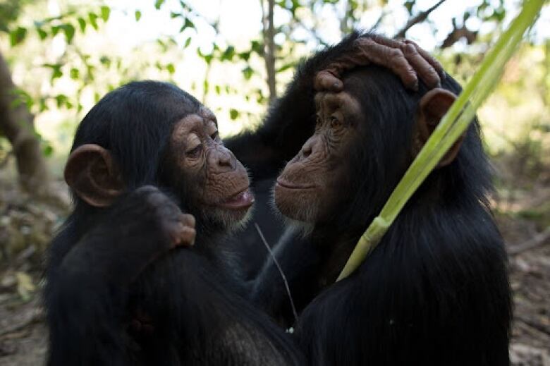 Two chimpanzees face each other, looking down. One has its hand on the head of the other.