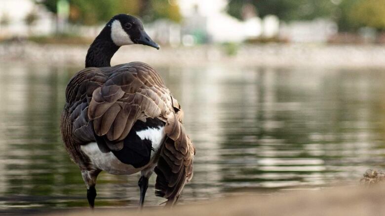 Kevin The Goose has a broken wing