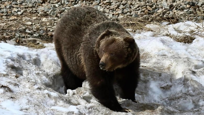 A big bear walking on snow