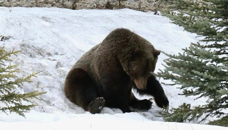 A bear sitting on snow