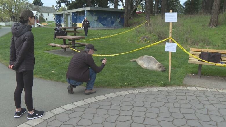 A cordoned off area with yellow tapes keeping people away from a resting elephant seal in a park as onlookers grab photos. 