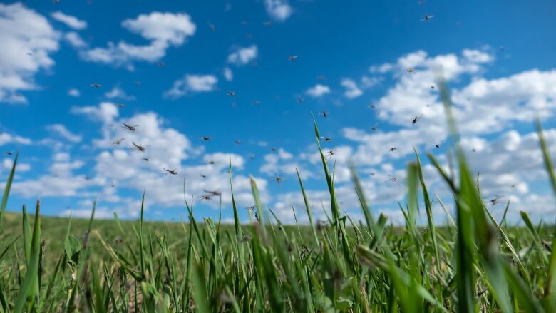 Mosquitos fly in a field.