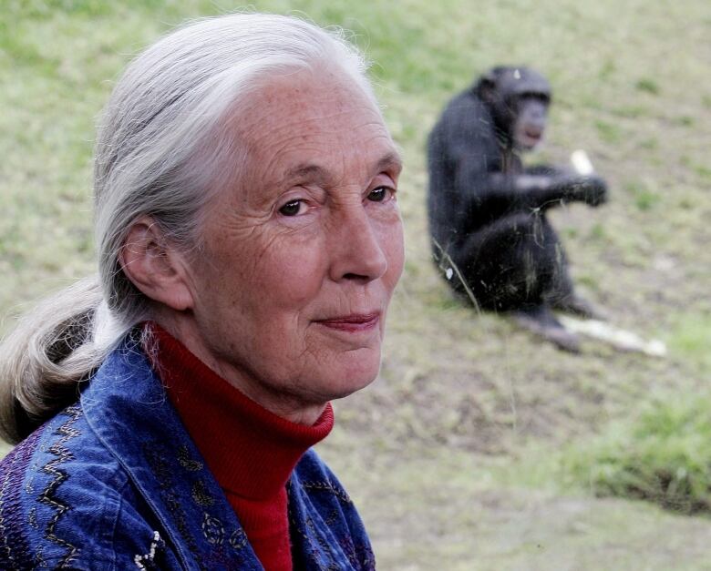 In this 2006 file photo, primatologist Jane Goodall sits near a window where behind a chimpanzee eats in its enclosure at Sydney's Taronga Zoo.