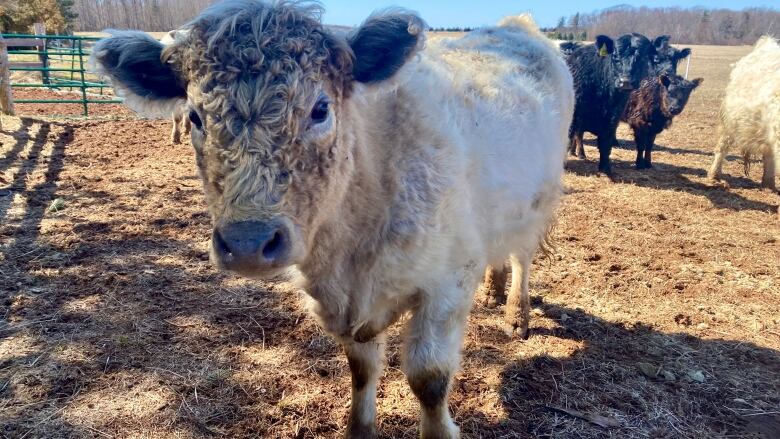 An off-white, fuzzy cow stands in a field with more cows behind her. 