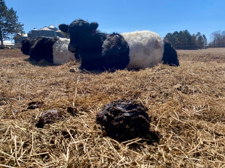 Cows lie in a field with a cow patty in the foreground.