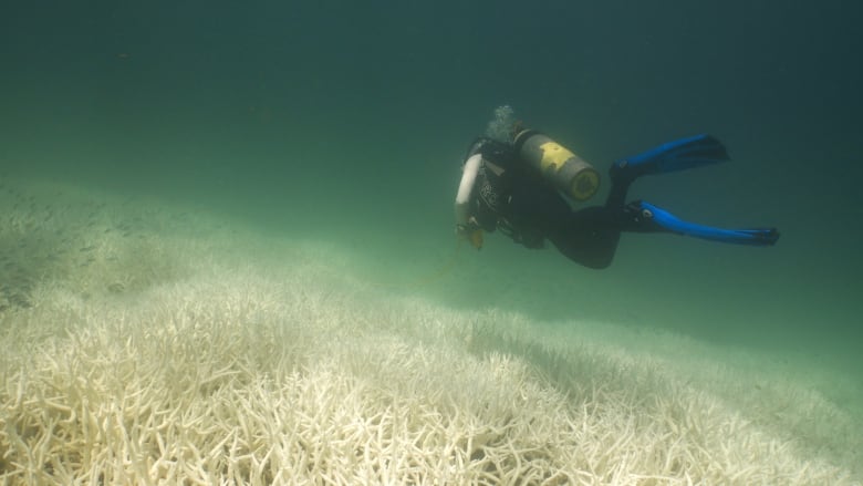 A diver surveys coral bleaching in the southern Great Barrier Reef in March of 2024. 