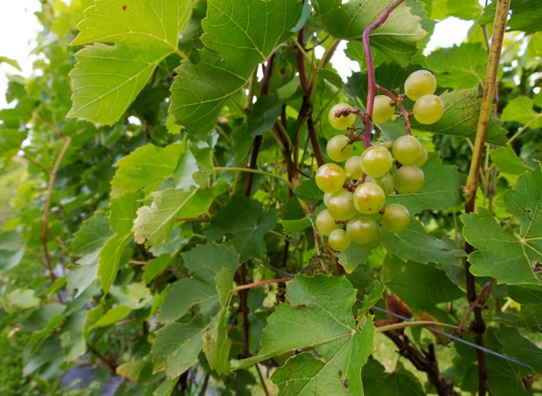 close up of green grapes hanging on a vine.