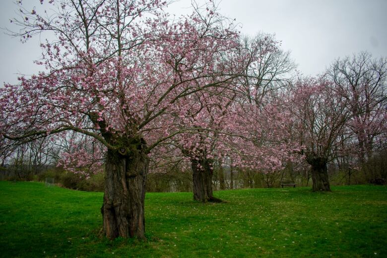 Cherry blossom trees.