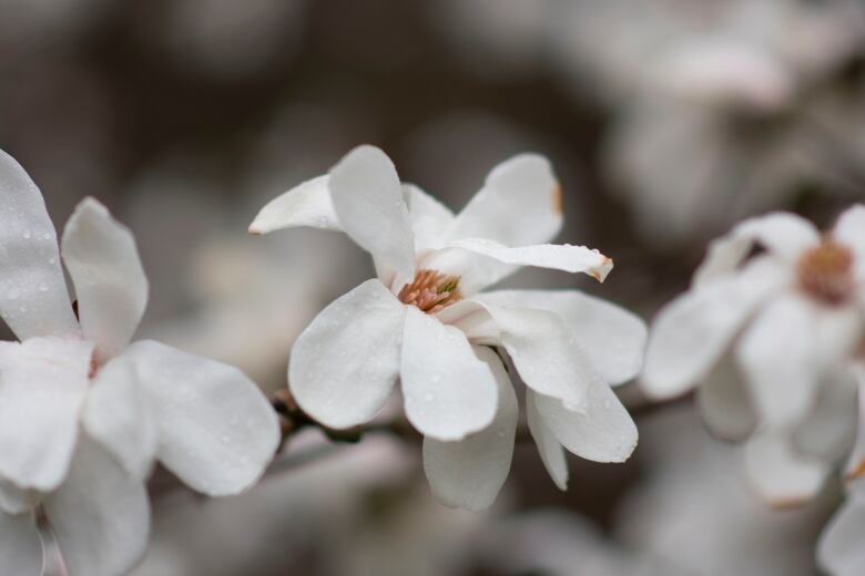 A star magnolia.