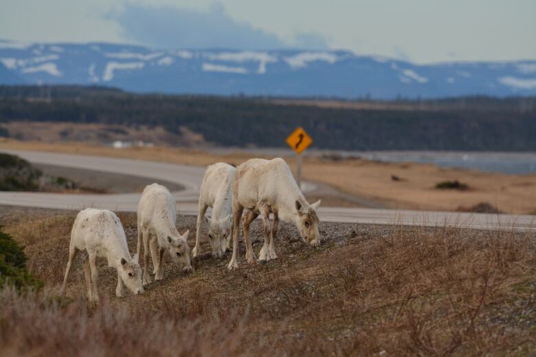 Four caribou feed near a road in western Newfoundland.