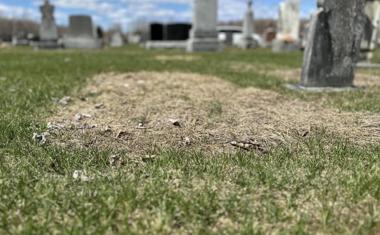 faded grass marking two recent graves for unclaimed bodies, Hawkesbury