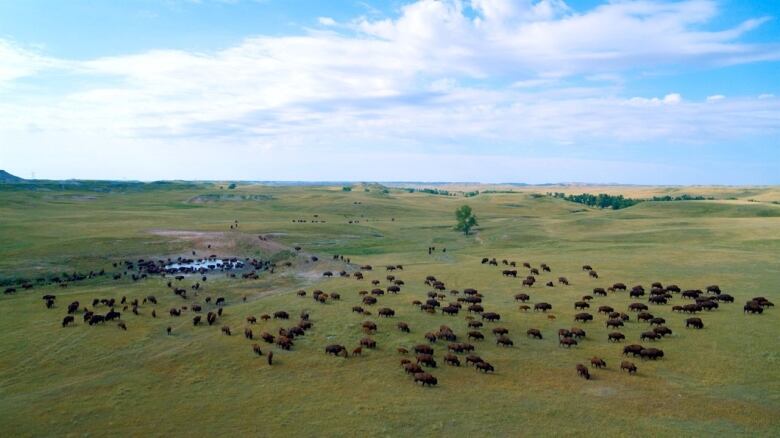 A still from Singing Back The Buffalo.