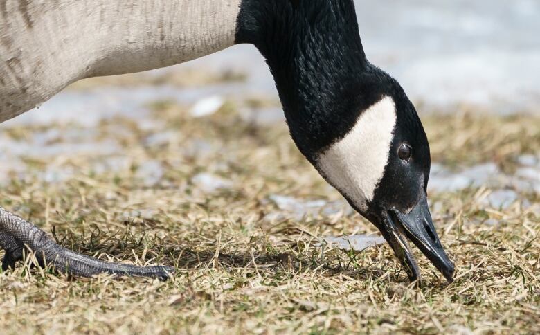 A Canada Goose finds a patch of grass to feed on a warm day in Montreal.