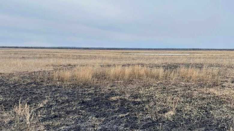 A burnt landscape, with black ashes on the ground. 