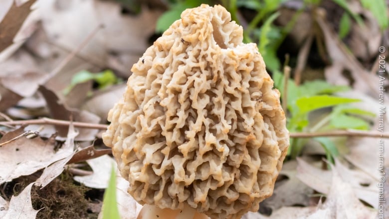 a morel mushroom