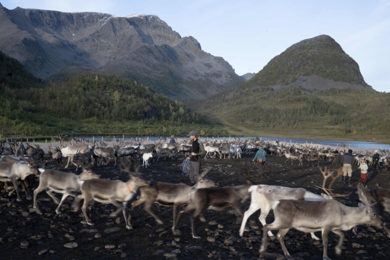 Two people outside near mountains surrounded by reindeer.