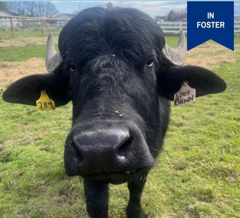 A black water buffalo