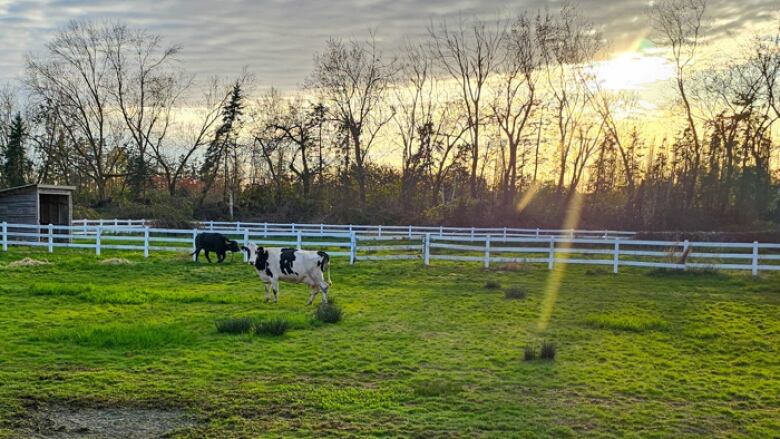 A black water buffalo and a black and white cow