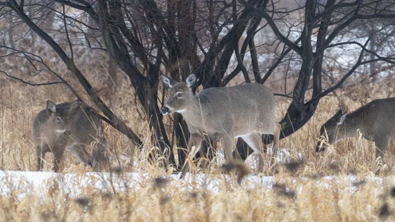 Three deer in park