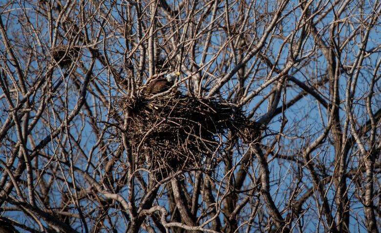 One of a pair of nesting bald eagles  the first ever documented in Toronto  is pictured near its nest on March 7, 2024.