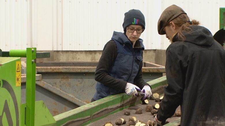 Two people cut potatoes along farm equipment.