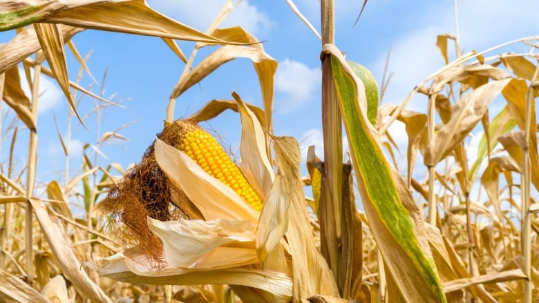 A corn field with their ears, ready to be harvested. 