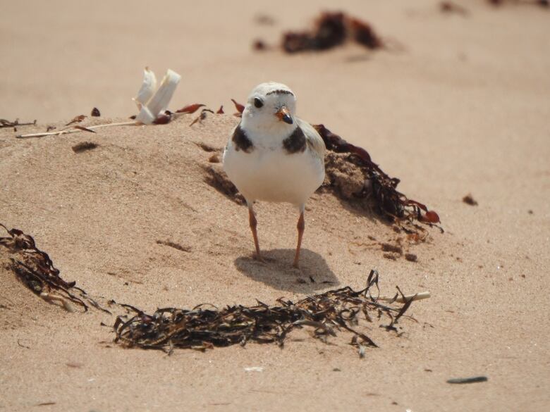 A tiny white bird standing on the beach 