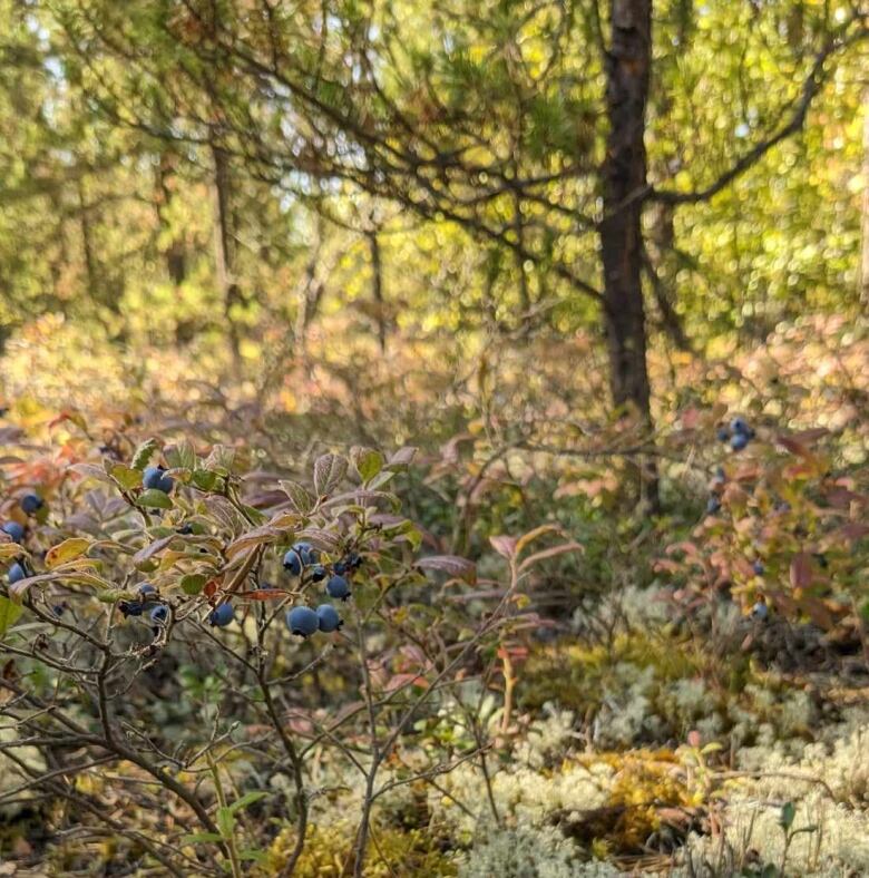 blueberries in northern manitoba.