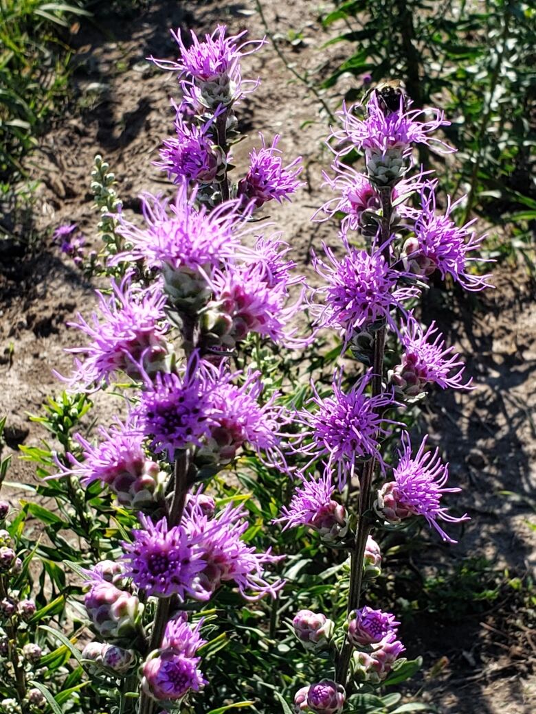 A picture of a spiky purple flower on a sunny day.