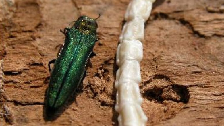 a green metallic beetle on a tree