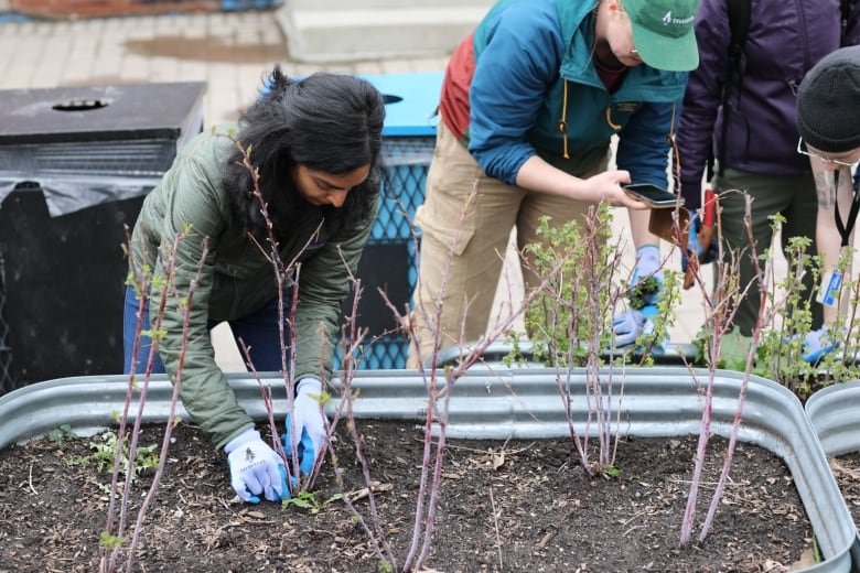 People do gardening in front of a small basin of soil with seedlings or small trees.