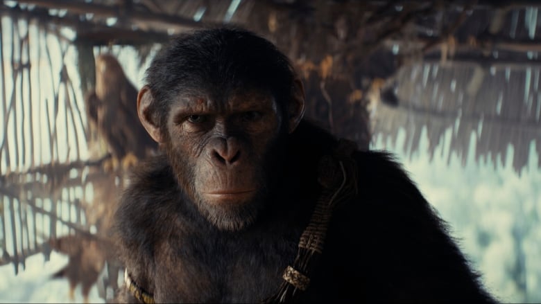 A CGI image of a scowling ape is seen. He is standing in an open air hut with a sash or band around his shoulder. 