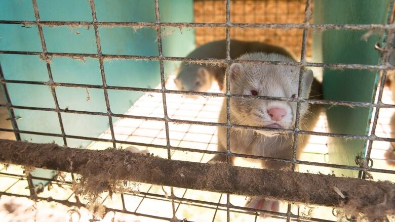 A mink is shown in a pen at a farm in Ontario on Thursday, July 9, 2015. 